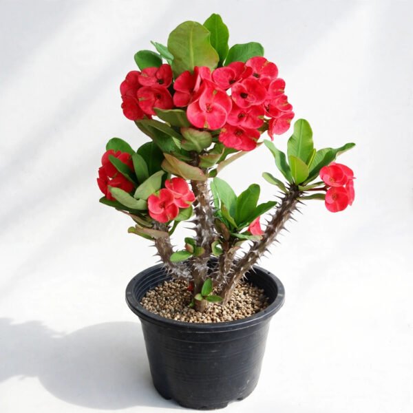 Euphorbia(9")