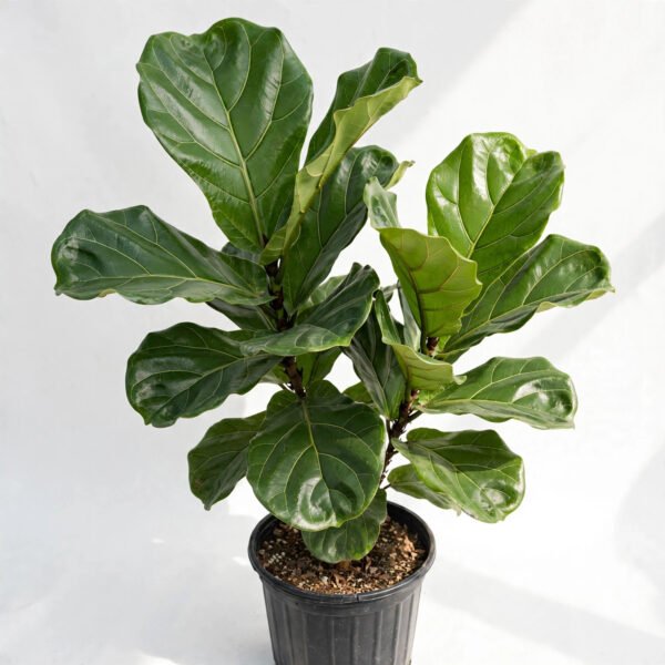 Ficus Lyrata