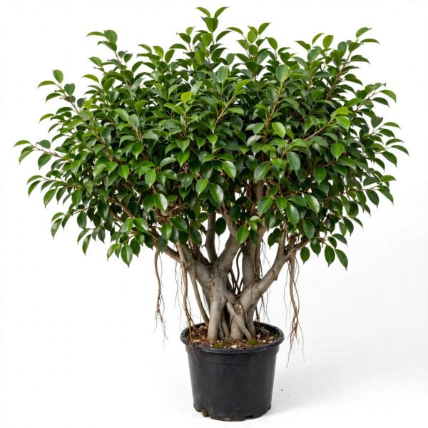 Ficus Microcarpa(B)