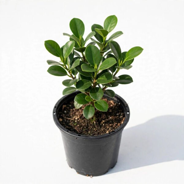 Ficus Microcarpa(S)