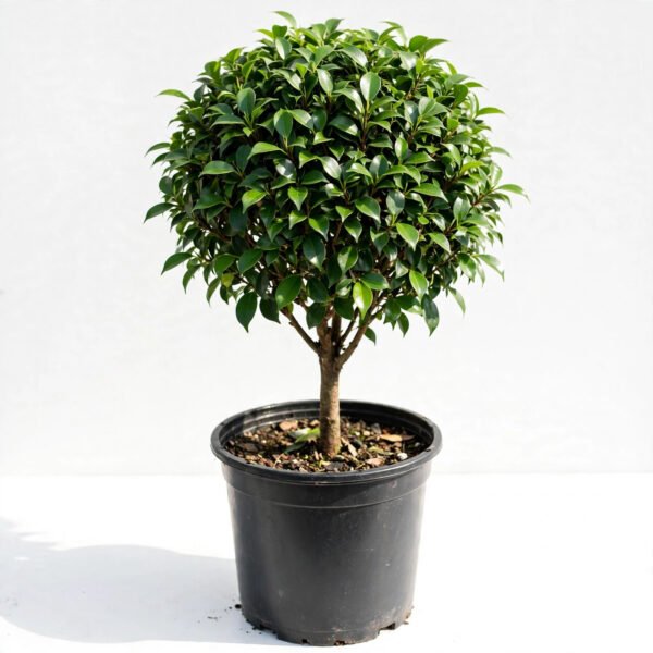 Ficus Moclaim