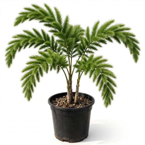 Foxtail Palm