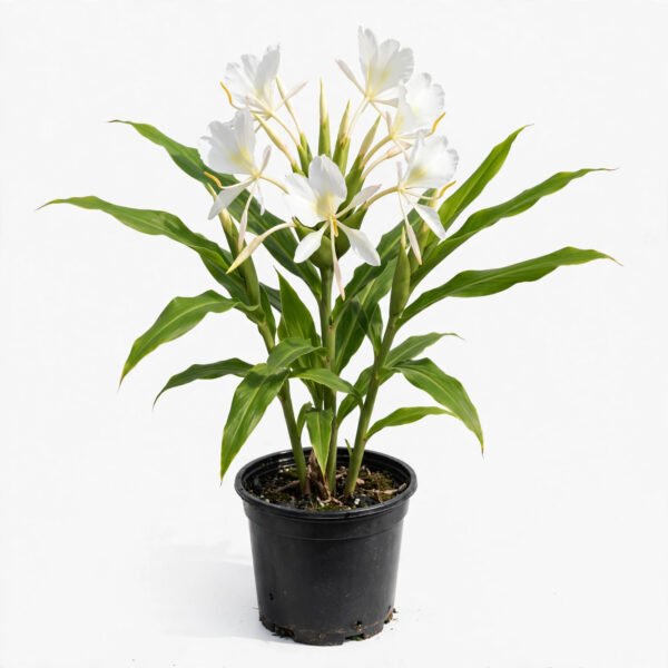 Ginger Lily