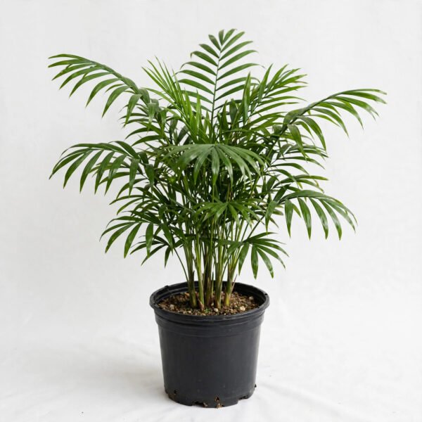 Green Whitchia Palm