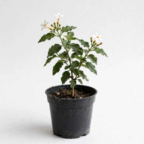 Harsingar(Small)