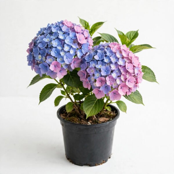 Hydrangea