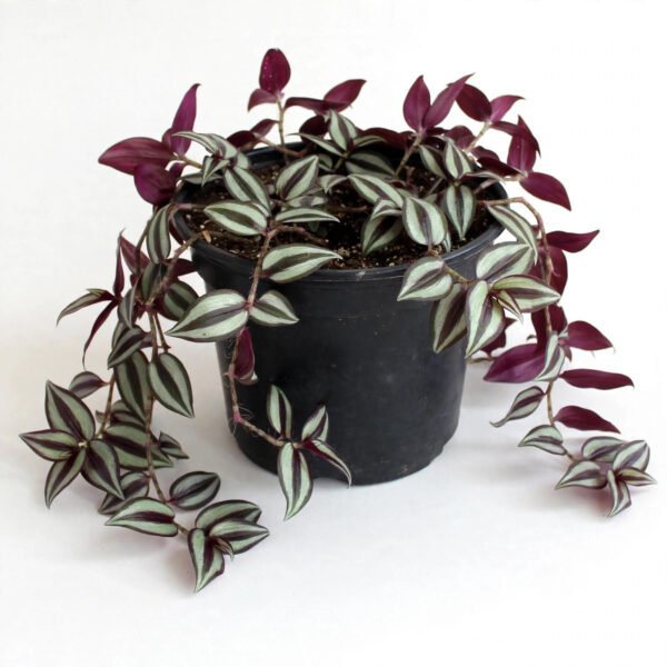 Inch Plant