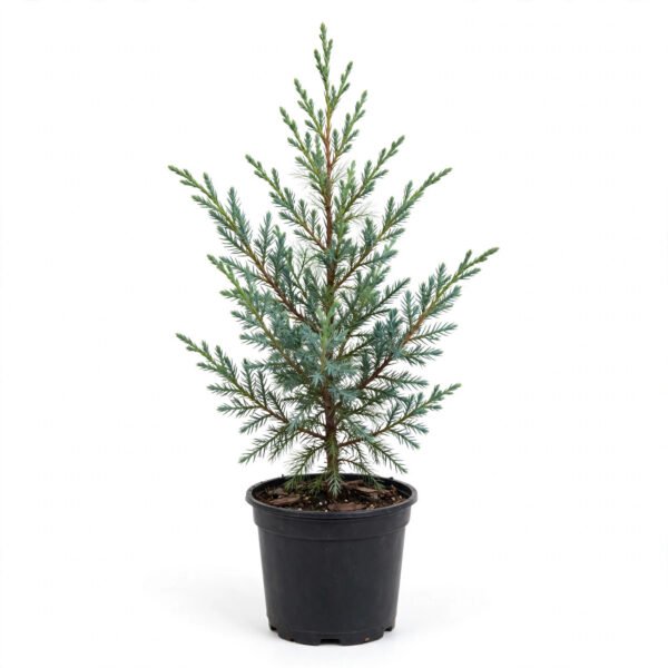 Juniperus