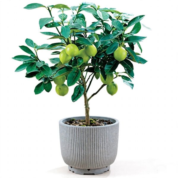 Kagji Nimbu