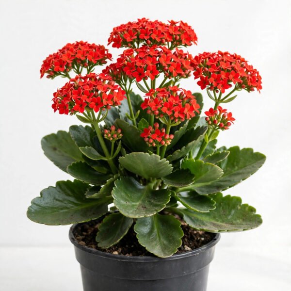 Kalanchoe