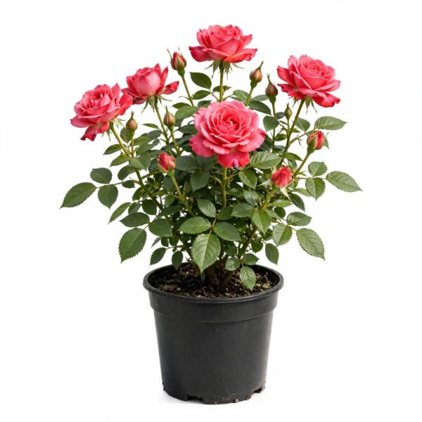 Kashmiri Rose