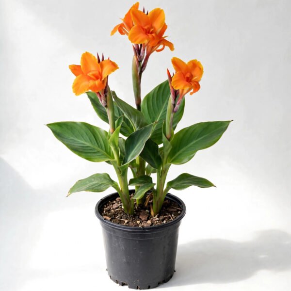 Keli Plant