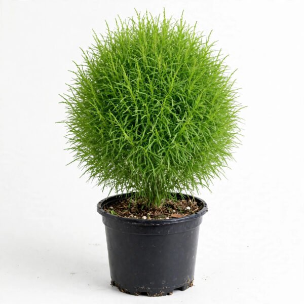 Kochia