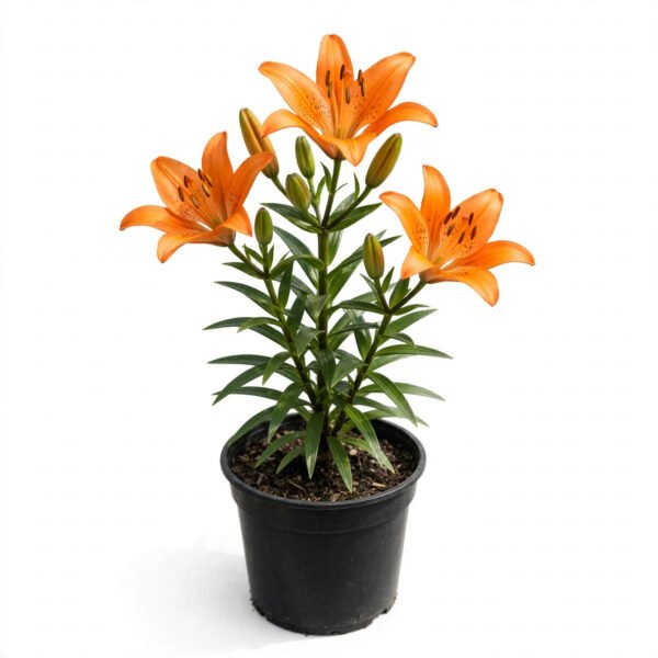 Lilies(Asiatic)