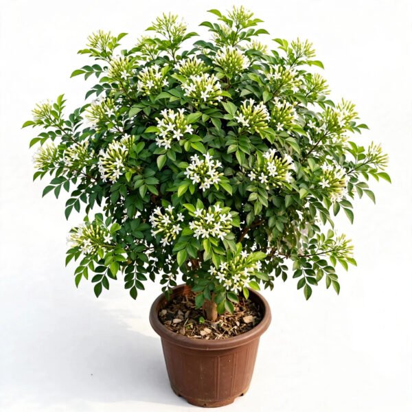 Madhukamini