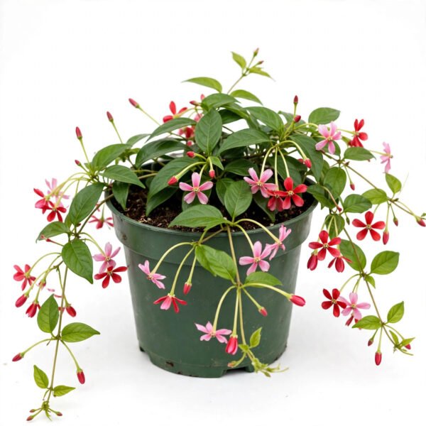 Malti Creeper