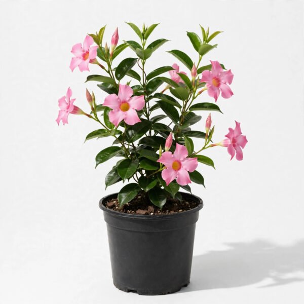 Mandevilla