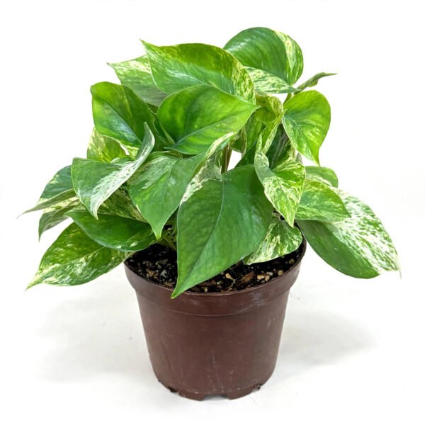 Marble Queen
