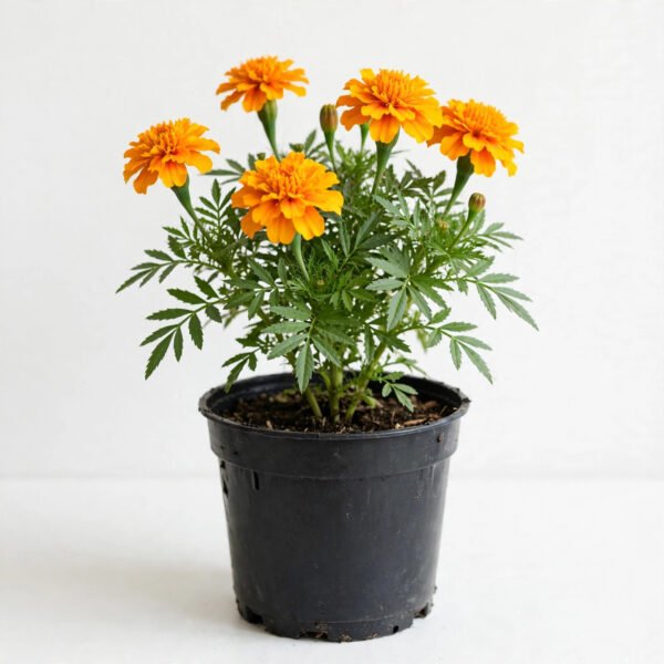 Marigold