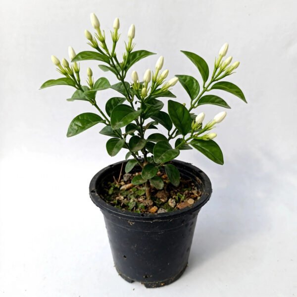 Mogra(Small)