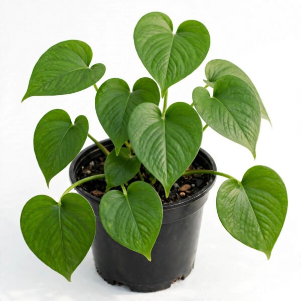 Money Plant
