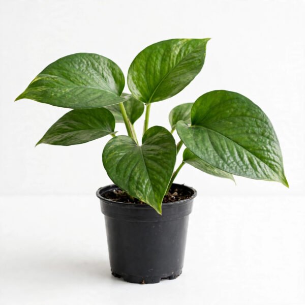 Money Plant Big Leaf (S)