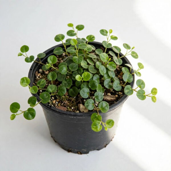 Money Plant Small Leaf