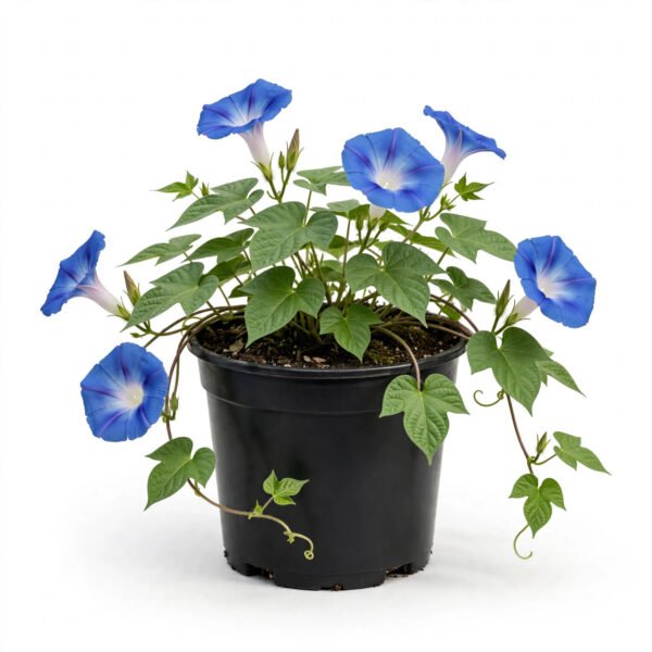 Morning Glory