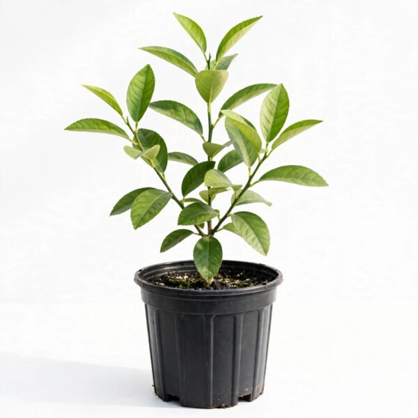 Nimbu Pati