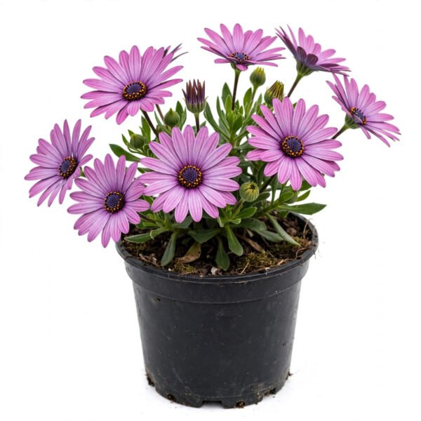 Osteospermum