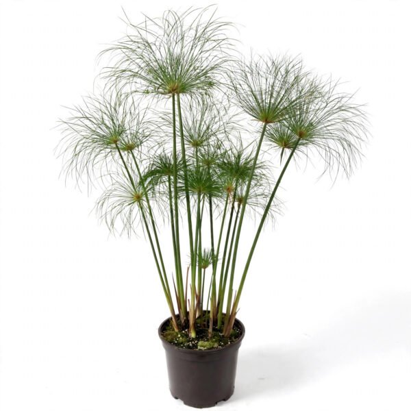 Paper Reed