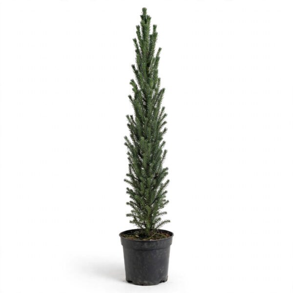 Pencil Pine