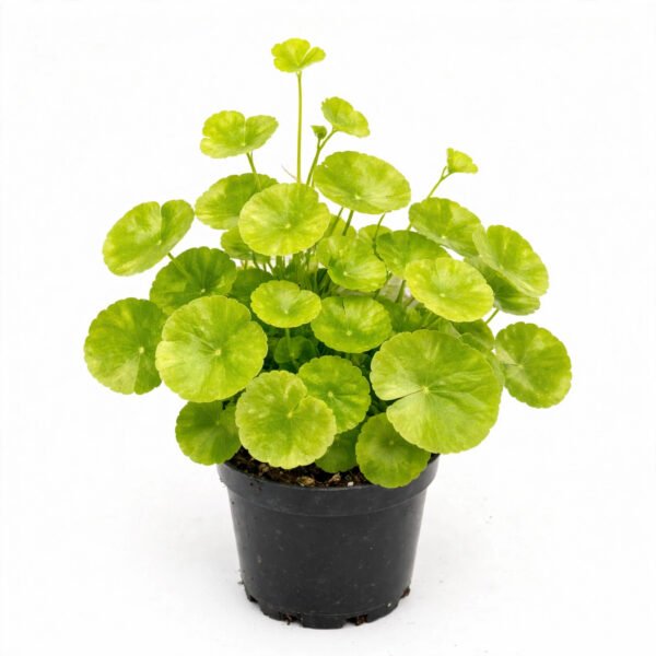 Penny Worth  ( Coin )