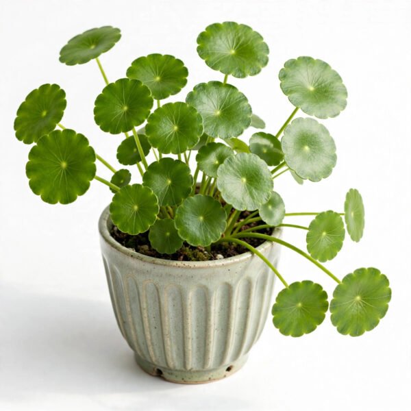 Pennywort (Coin Plant)