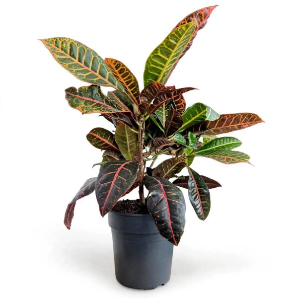 Petra Croton((6")