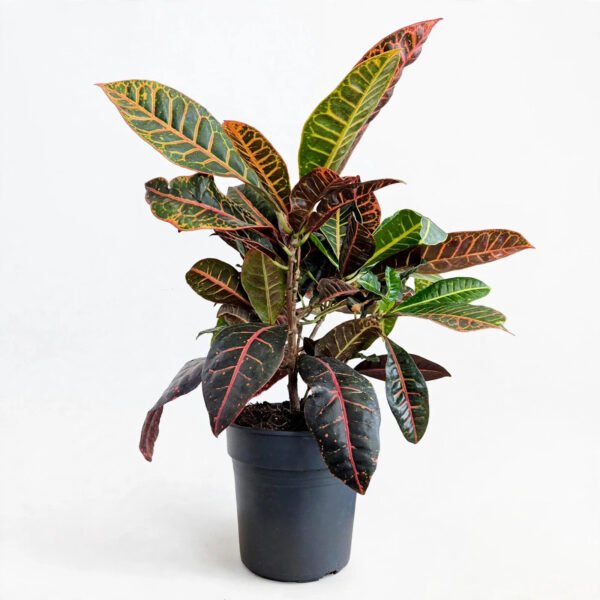 Petra Croton(8")