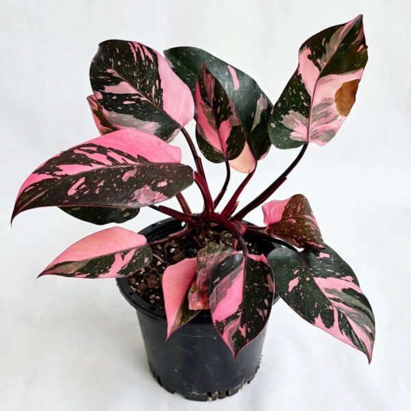 Philo Pink Princess