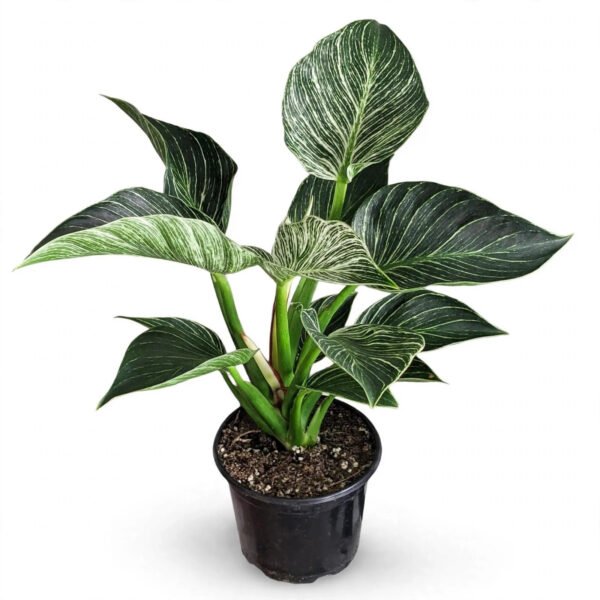 Philodendron Berkin