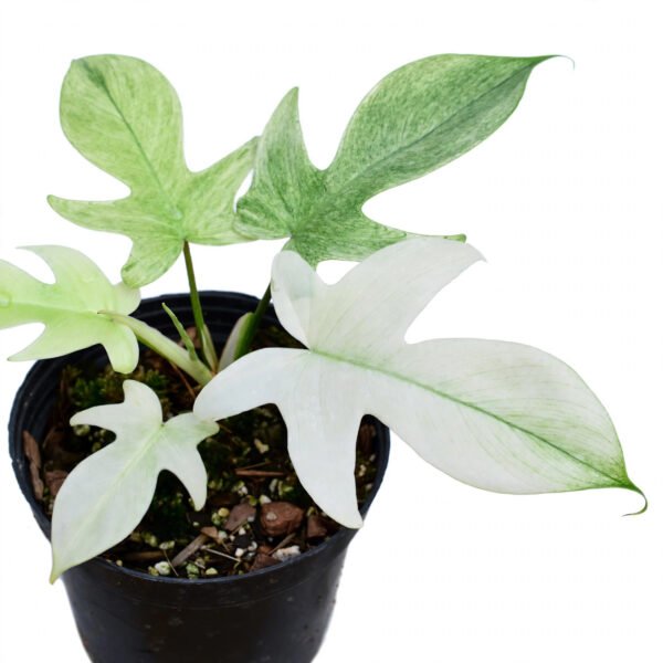 Philodendron Florida Ghost