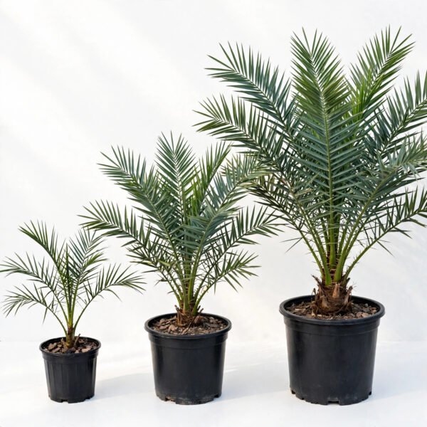 Phoenix Palm