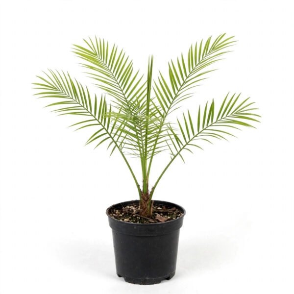 Phoenix Palm(4")