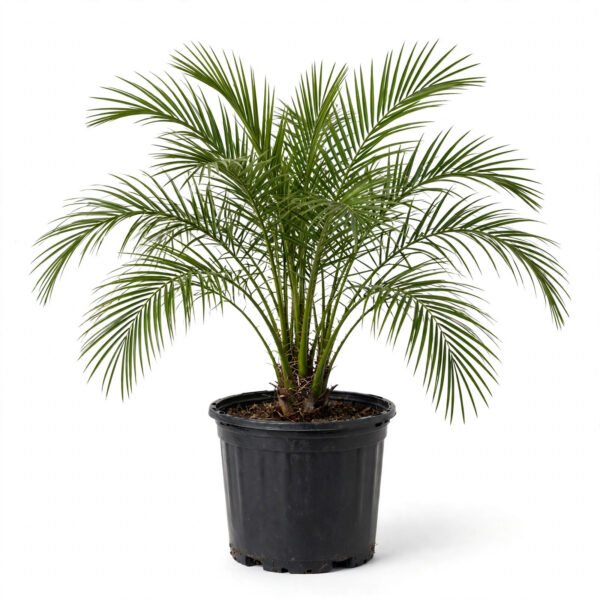 Phoenix Palm(7")