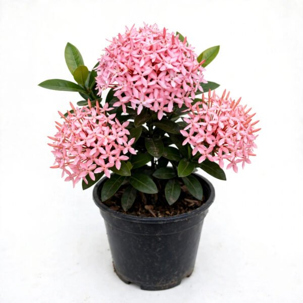 Pink Ixora