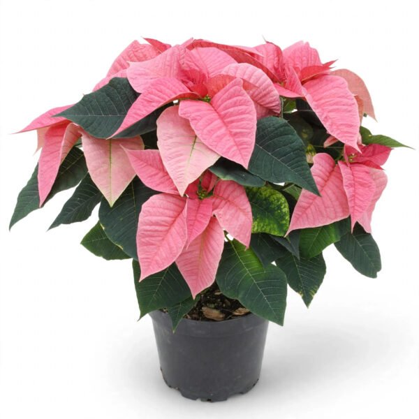 Pink Settia