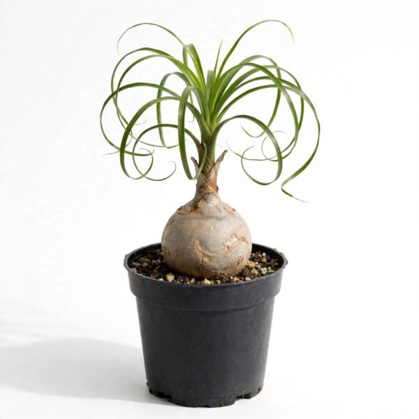 Ponytail Palm(4")