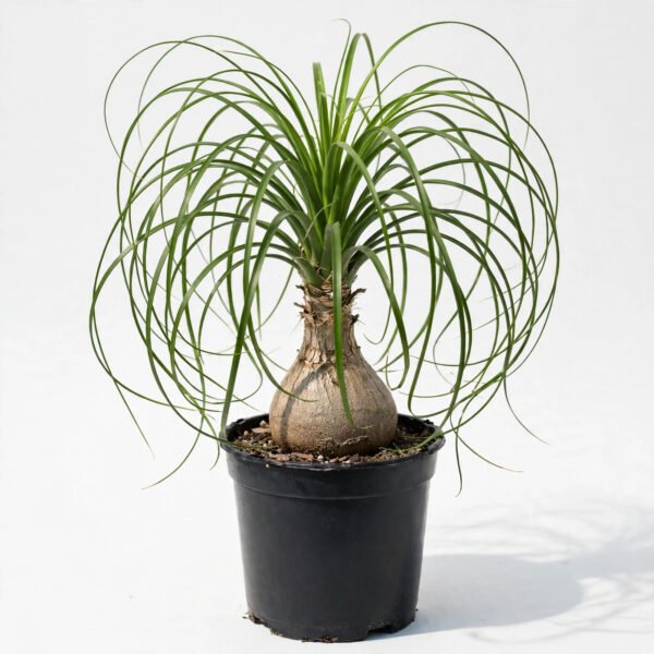 Ponytail Palm(7")