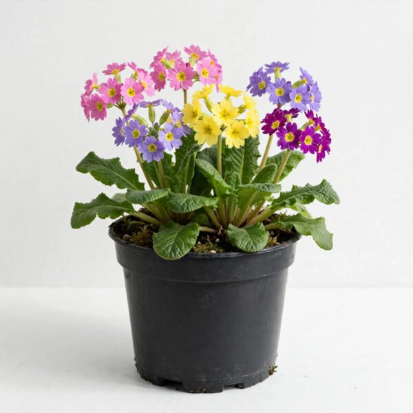 Primula Plant