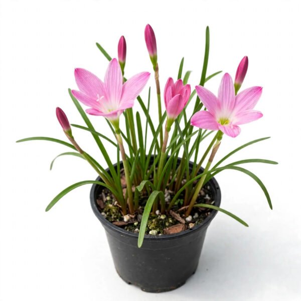 Rain Lily