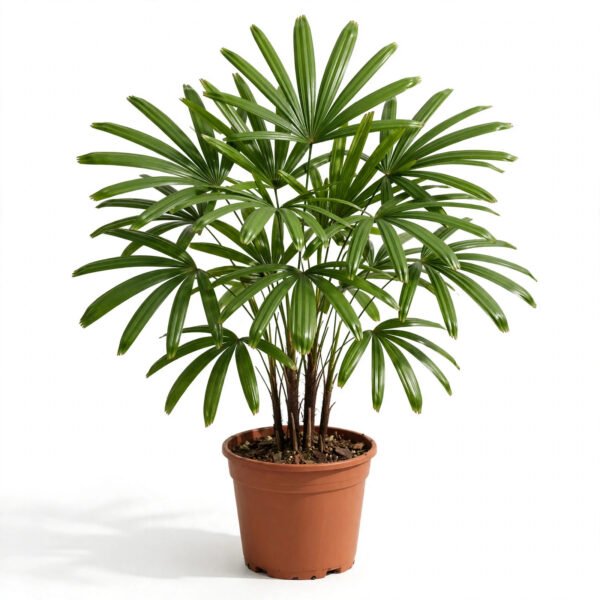 Raphis Palm