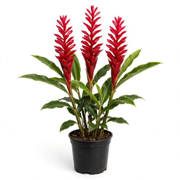 Red Alpinia